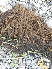 Sargassum muticum