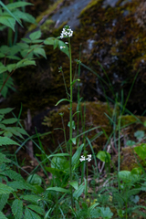 Arabis eschscholtziana
