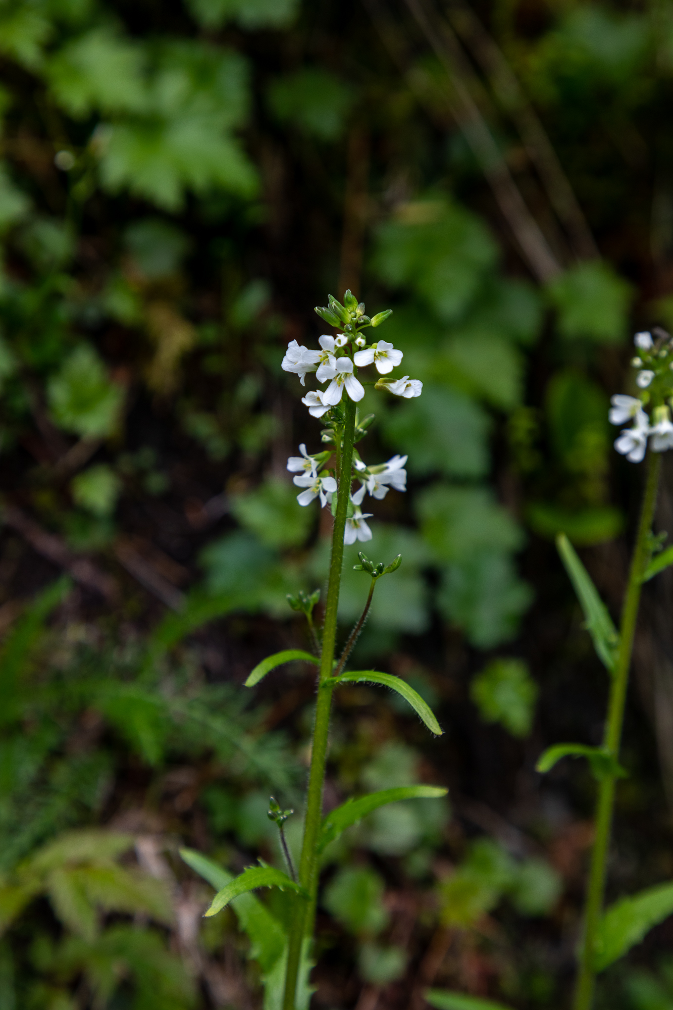 Arabis eschscholtziana