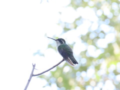 Lampornis viridipallens