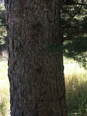 Picea glauca densata