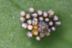 Insecta