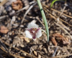Calochortus elegans nanus