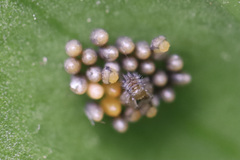 Insecta