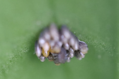 Insecta