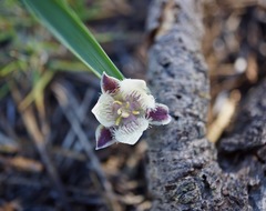 Calochortus elegans nanus