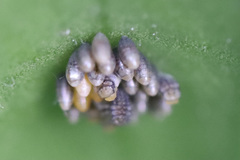 Insecta