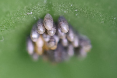 Insecta