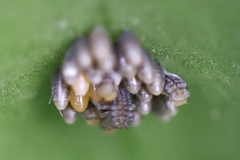 Insecta