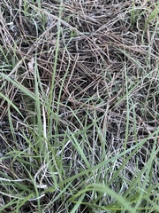 Bouteloua dactyloides