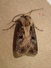 Agrotis vancouverensis