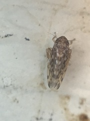 Xestocephalus similis