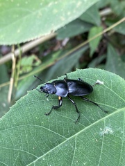 Neolucanus sinicus