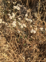 Eriogonum nudum nudum