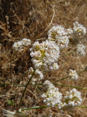 Eriogonum nudum nudum