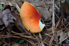 Caesareae