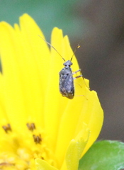 Charagochilus