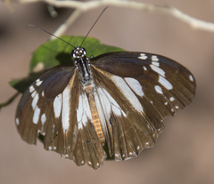 Danaus affinis affinis