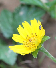 Charagochilus