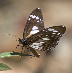 Danaus affinis affinis