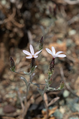 Lessingia micradenia micradenia