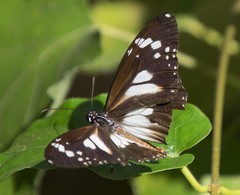 Danaus affinis affinis