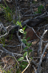 Gentiana affinis ovata