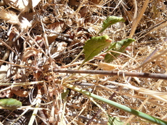 Eriogonum nudum nudum