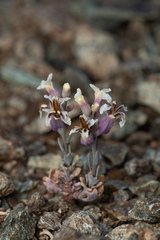 Streptanthus batrachopus