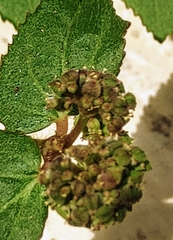 Euphorbia ophthalmica image