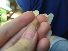 Mitridae