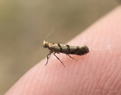 Argyresthia franciscella