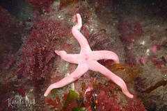 Henricia leviuscula