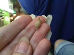 Mitridae