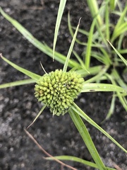 Cyperus michelianus