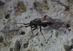 Spanagonicus albofasciatus