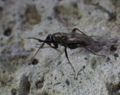 Spanagonicus albofasciatus