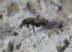 Spanagonicus albofasciatus