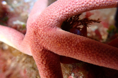 Henricia leviuscula