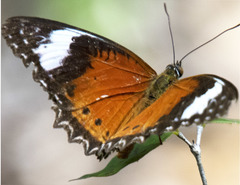 Cethosia penthesilea