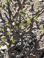 Jatropha cuneata