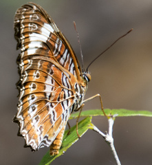 Cethosia penthesilea