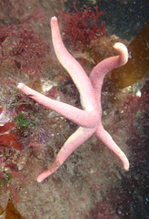 Henricia leviuscula