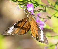 Cethosia penthesilea