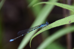 Enallagma exsulans