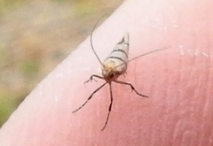Argyresthia franciscella