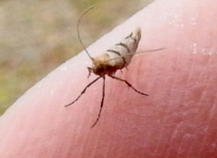 Argyresthia franciscella