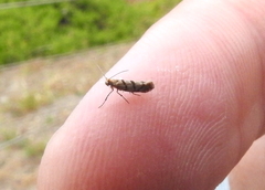 Argyresthia franciscella