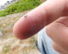 Argyresthia franciscella