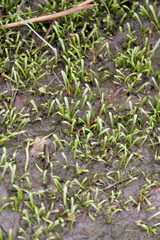 Lilaeopsis chinensis